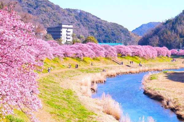 南伊豆の春を彩る、桜と菜の花の絶景に癒される旅