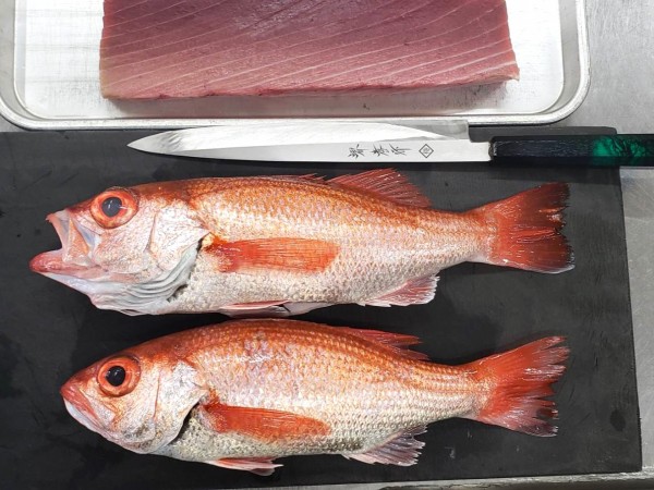 主人がノドグロを釣ってきました♪